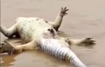 chopan-crocodile