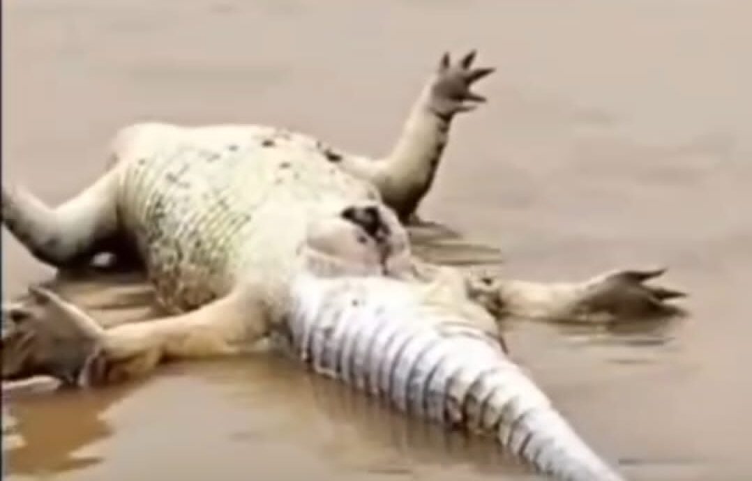 chopan-crocodile